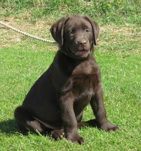 Chocolate Lab Percy