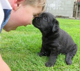 Black Labrador Puppies