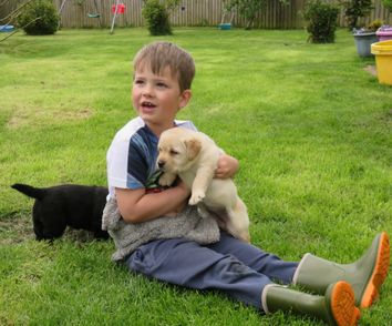 Yellow Labrador Puppies