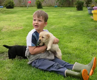 Yellow Labrador Puppies