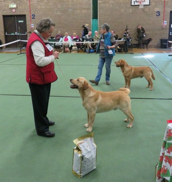 Yearling Dog Winner