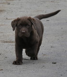 Chocolate Puppy Biggins