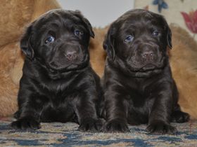 Chocolate Puppies