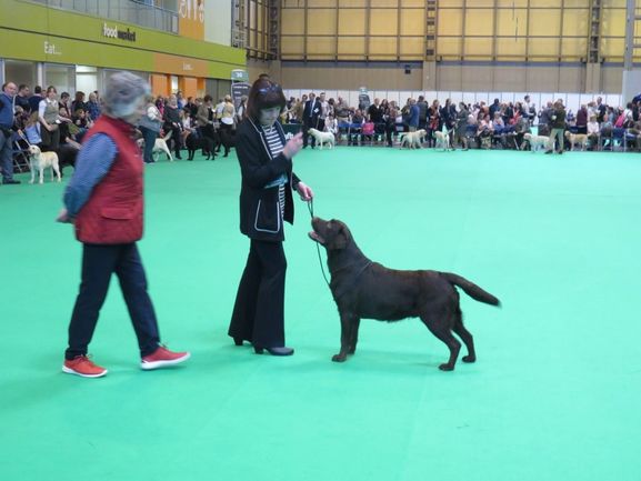  Percy at Crufts 2017