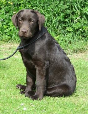 Chocolate Puppy Percy